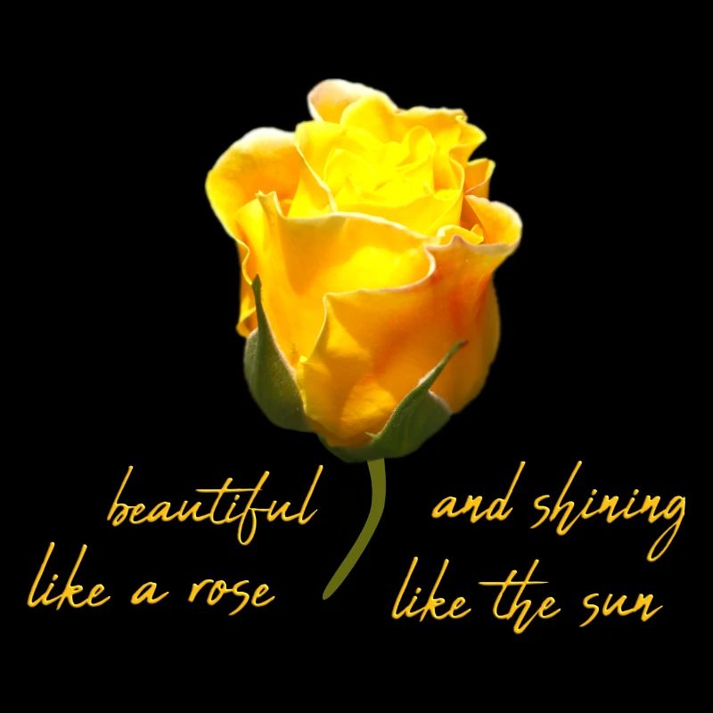 beautiful rose