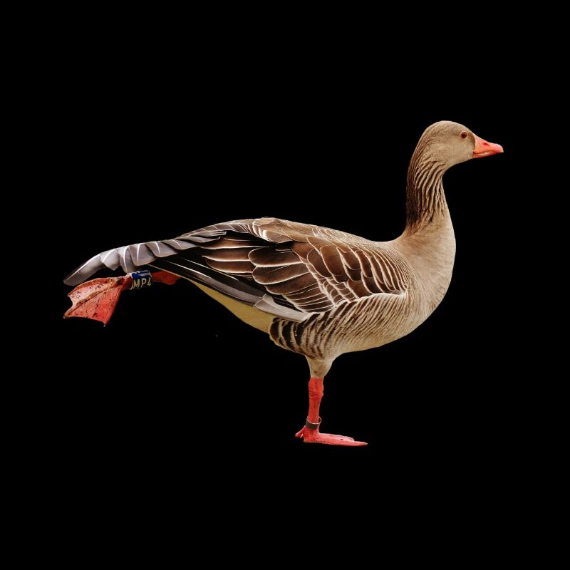 goose35
