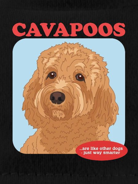 Cavapoo hunde Cavoodle hund ejer gave