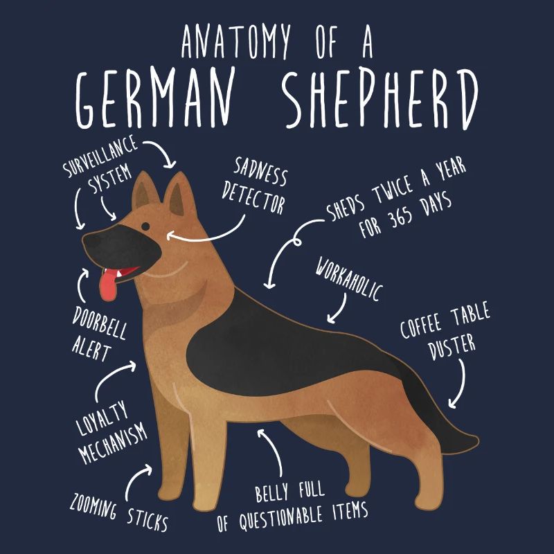 Anatomie des Deutschen Schäferhundes