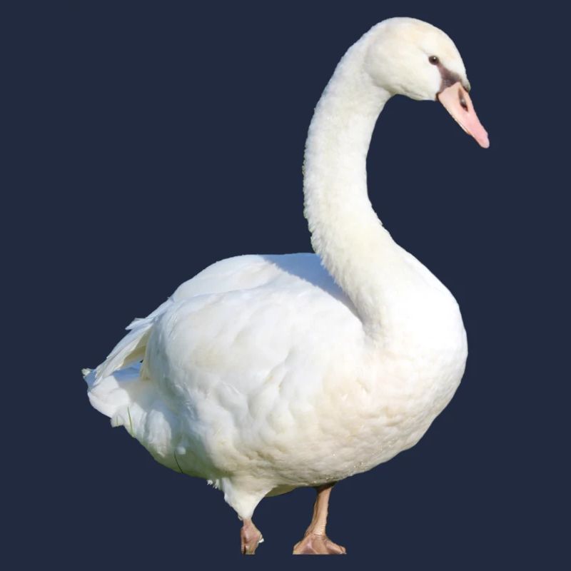 Swan, Duck, Bird, Goose