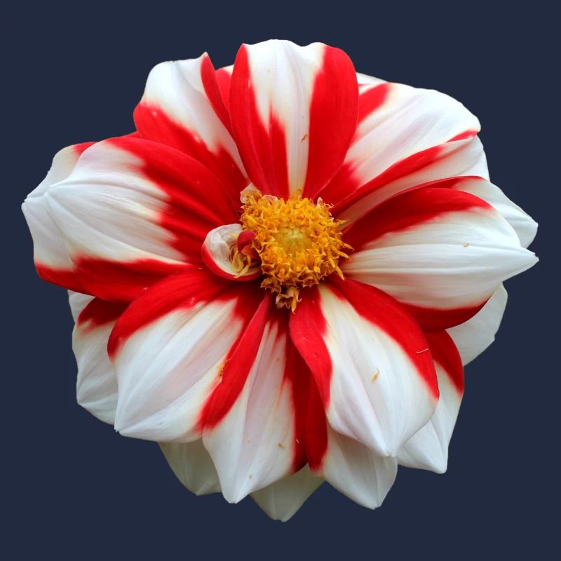 Fleur Blanche Rouge Rouge Fleur Fleurs Rouge Fleurs Blanches