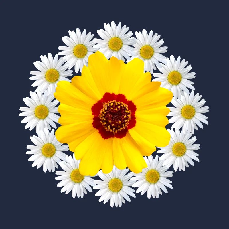 Margeriten mit gelber Blüte Gänseblümchen Blume