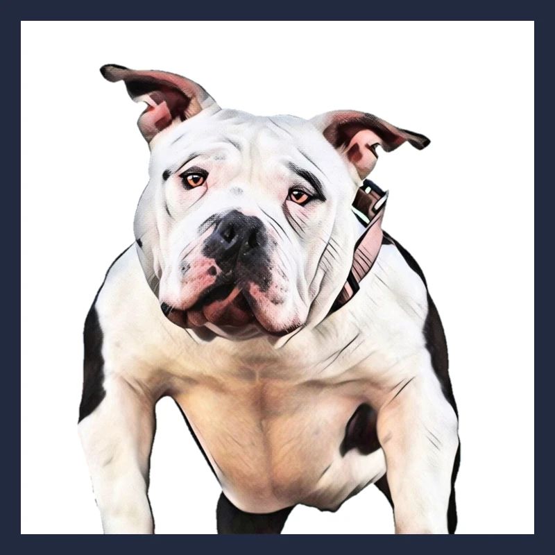 American Bully