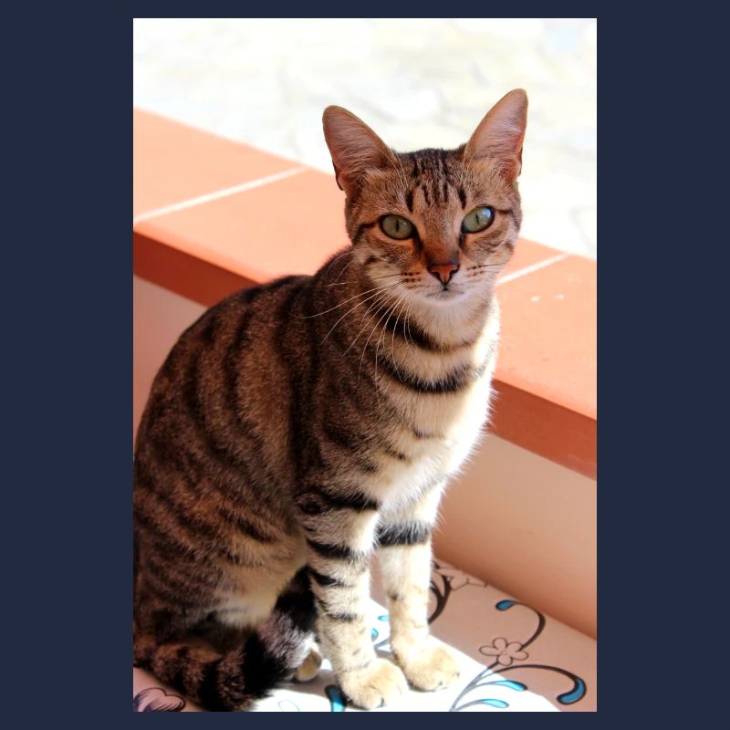 Katze Kätzchen