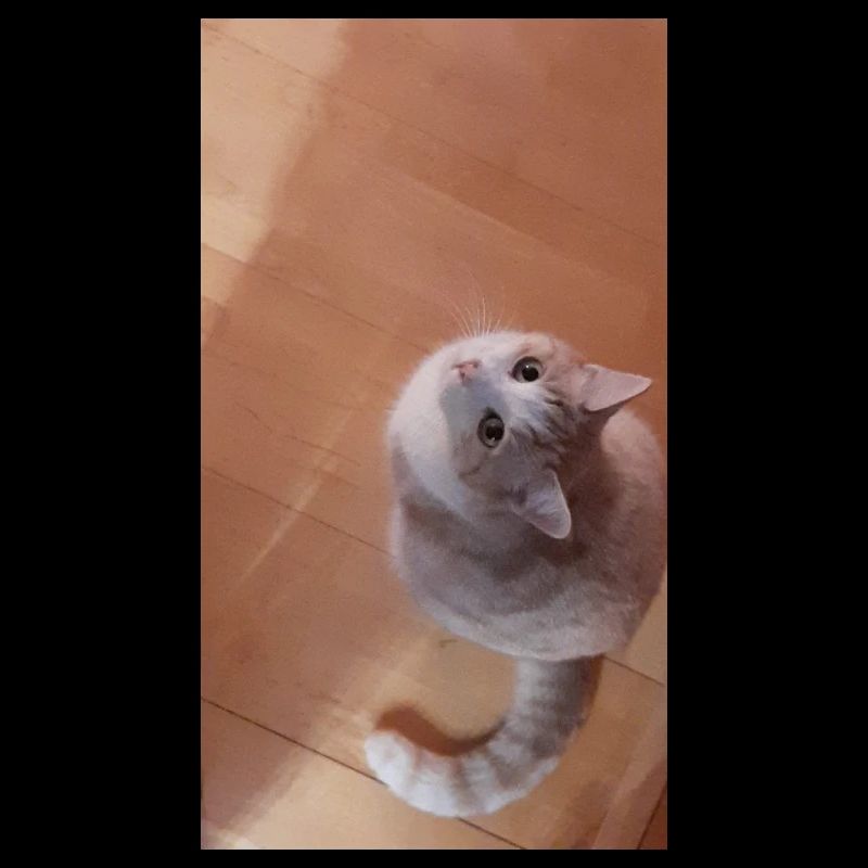 Katzenblick Neugier in Grau