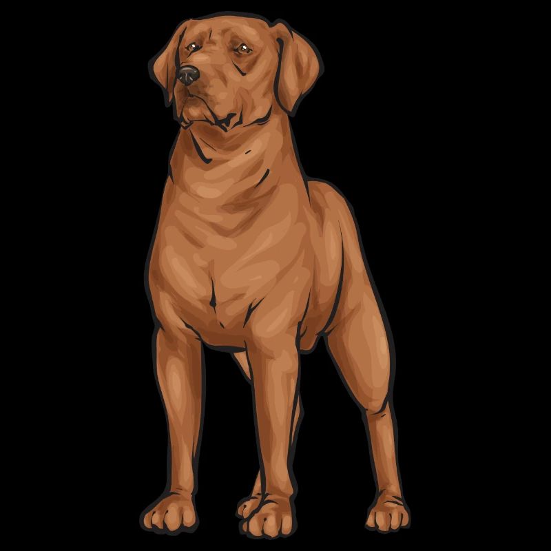 Fuchsroter Labrador Retriever Renard Labrador Rouge
