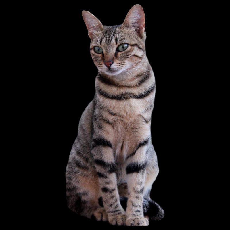 chat chats chaton doux cadeau de Noël