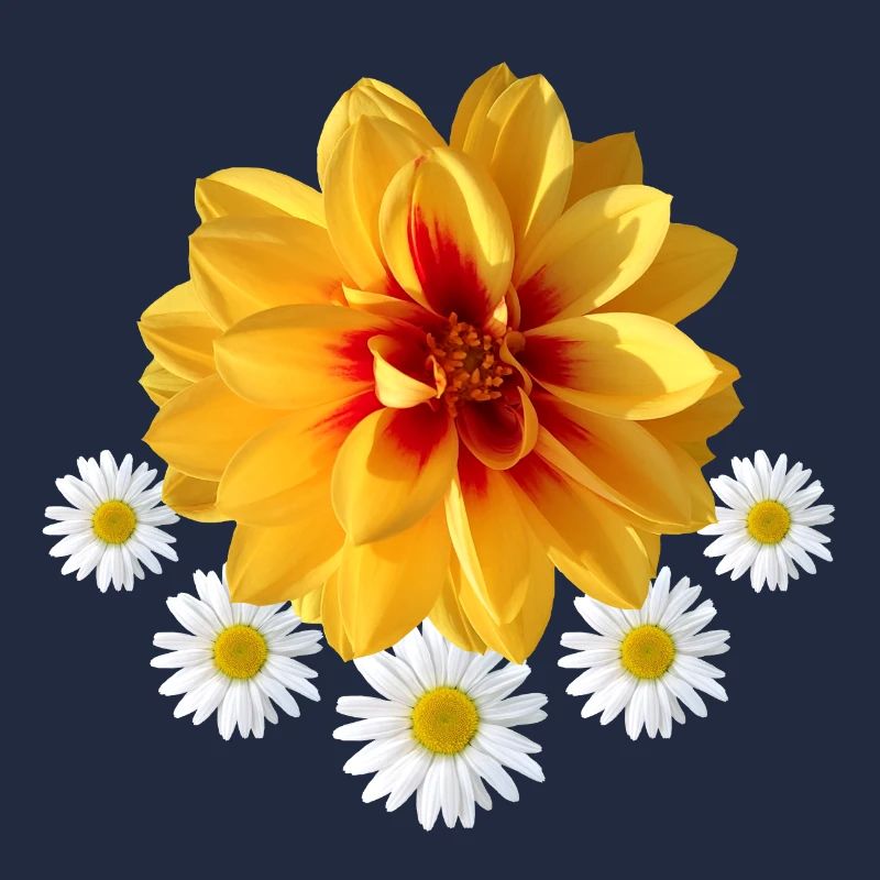 Margeriten mit gelber Blüte Gänseblümchen blumig