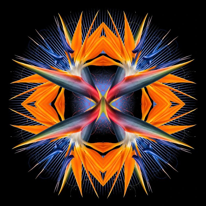 Mandala Oiseau de Paradis Fleur Abstrait Tropical Art