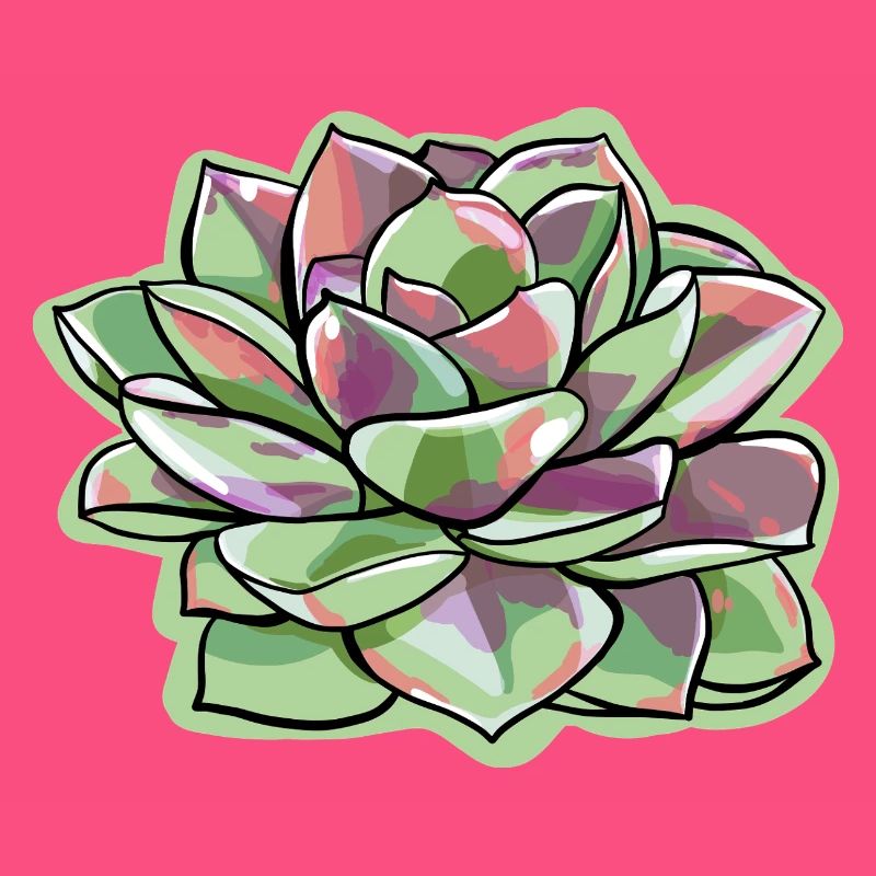 Echeveria Fat Leaf Rosette Succulente