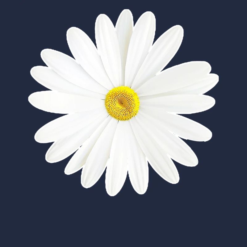 Gänseblümchen Weißes Blümchen Natur Geschenk
