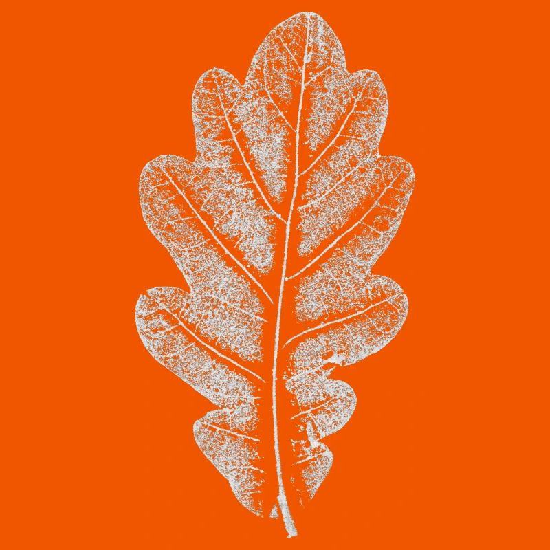 Blatt EICHE / Eichenblatt WEISS