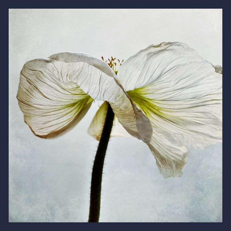 Weiße Mohnblüte