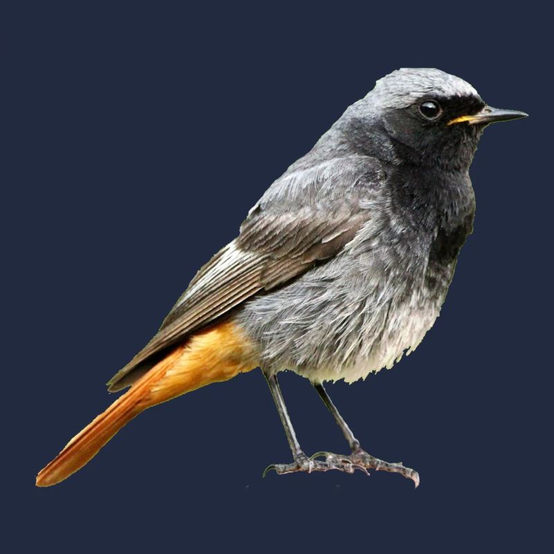 Rotschwanz Robin