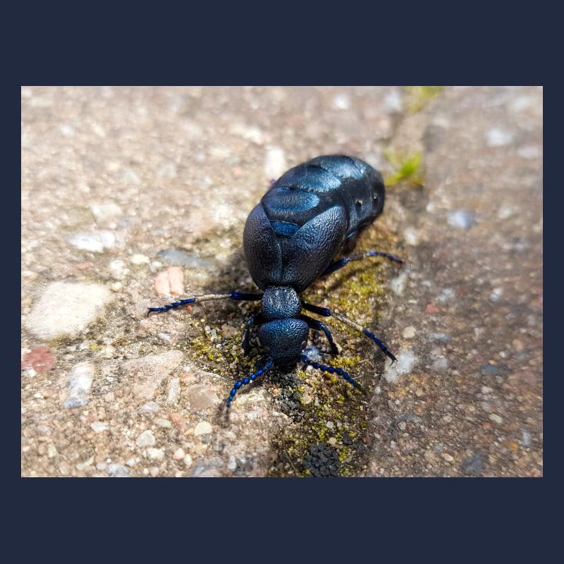 black oil beetle also violet oil beetle Ölkäfer