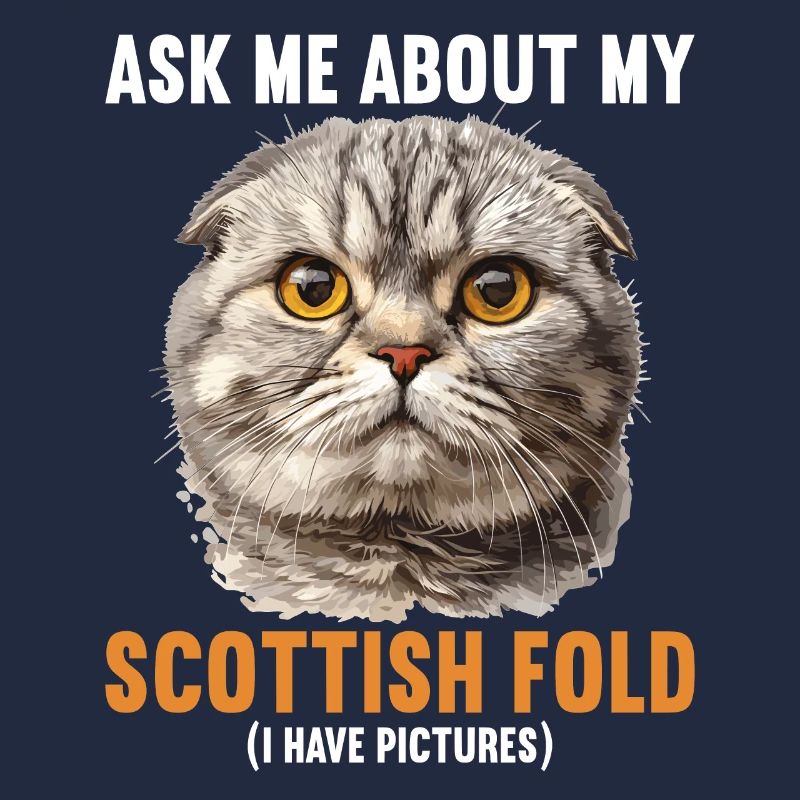 Scottish Fold Kitten Scottish Fold chat