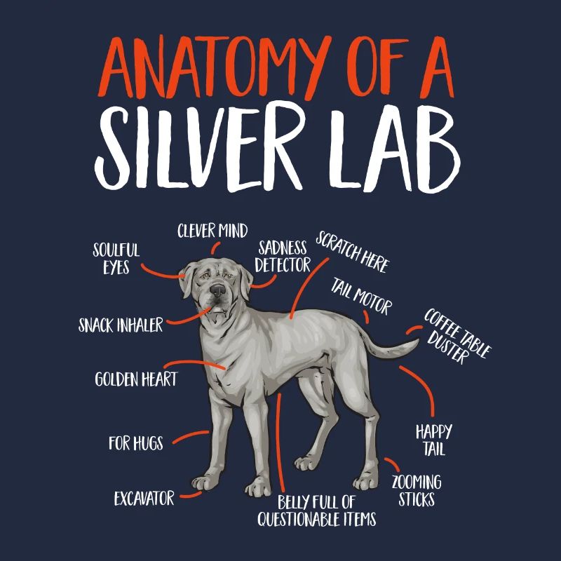 Silver Labrador Retriever Silver Lab