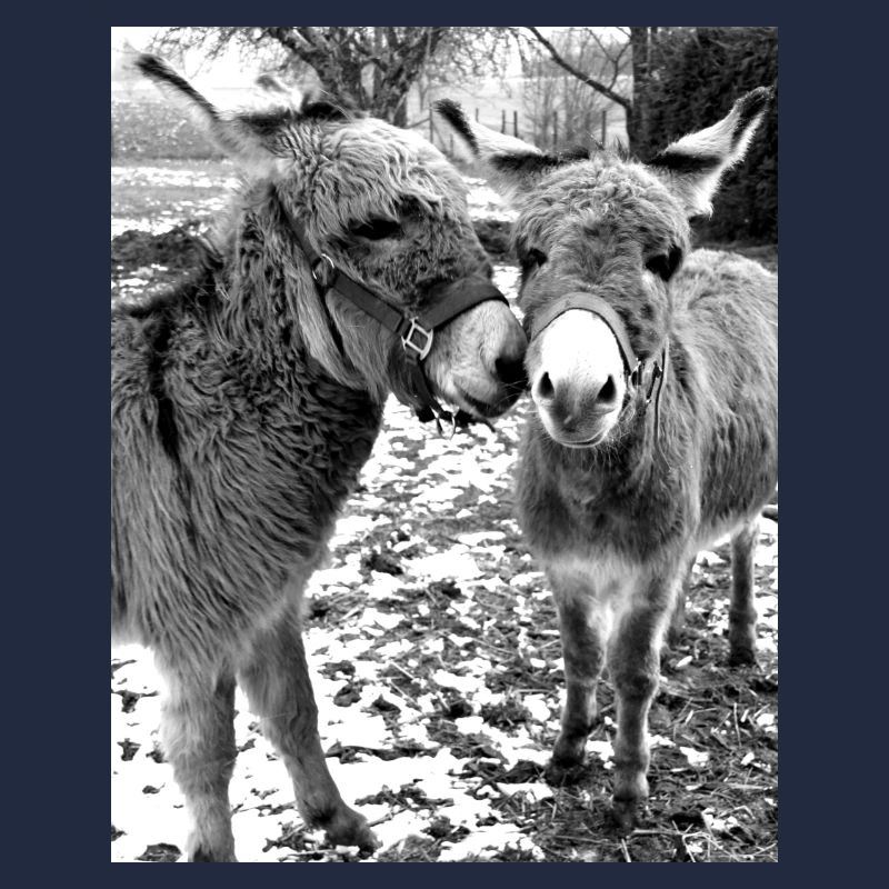 Two donkeys