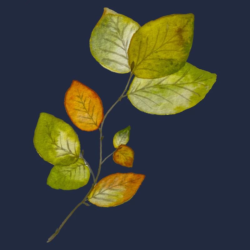 Feuilles de hêtre