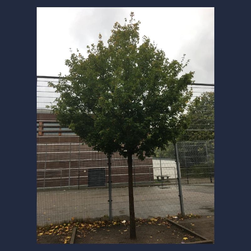 A Tree