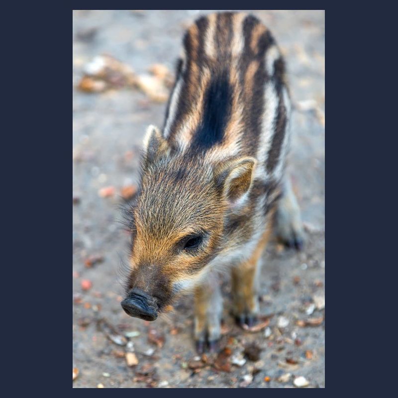 Sanglier (Sus scrofa) dans la forêt