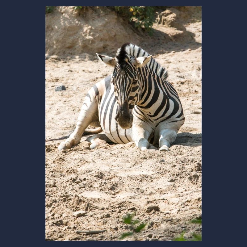 Zebra (auf Deutsch Zebra oder Zebras) Hippotigris