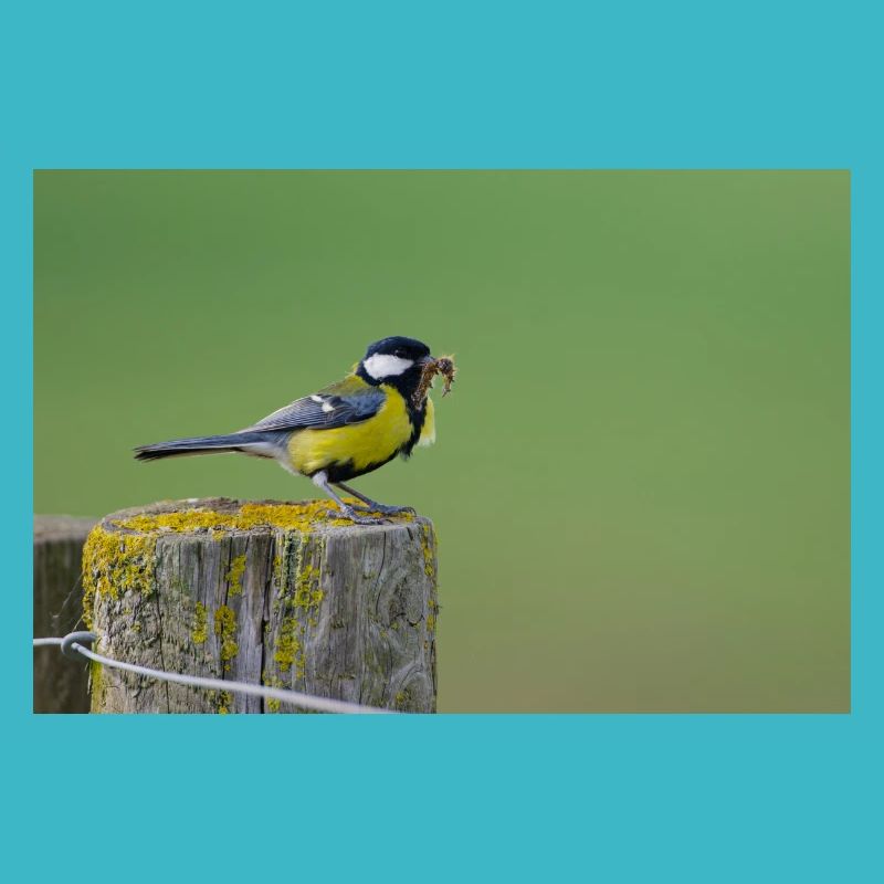 Great Tit Feeding Chicks