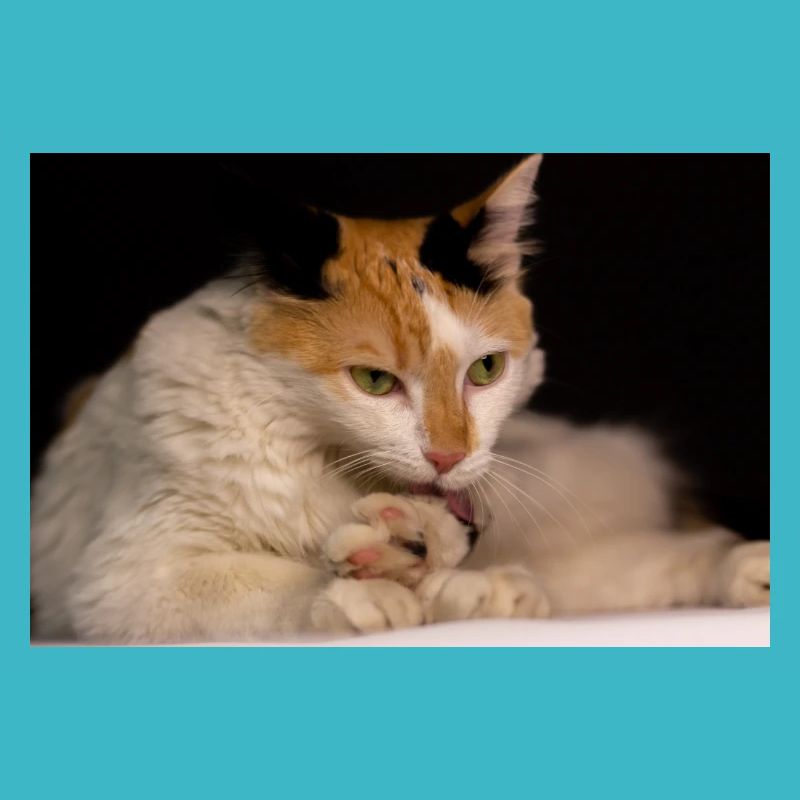 Die Katze