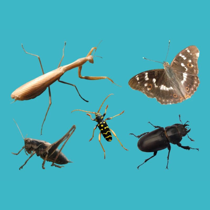 Insects