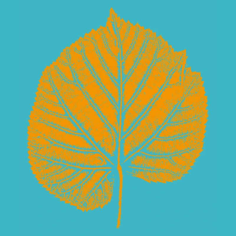 feuille de tilleul