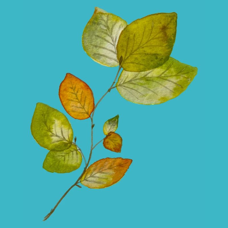 Beech leaves