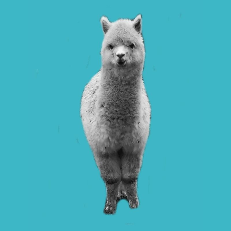 alpaca | Alpacas
