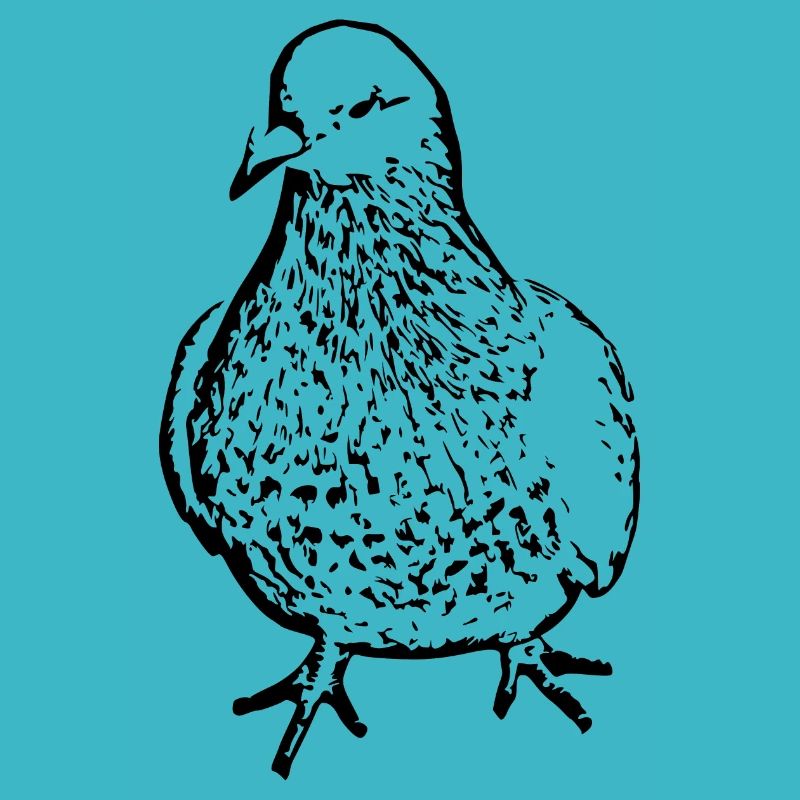 Observation des oiseaux noirs