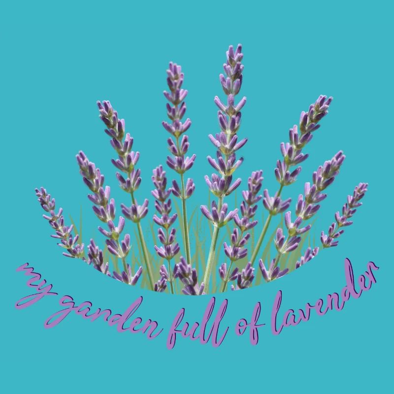Lavender Lavendel
