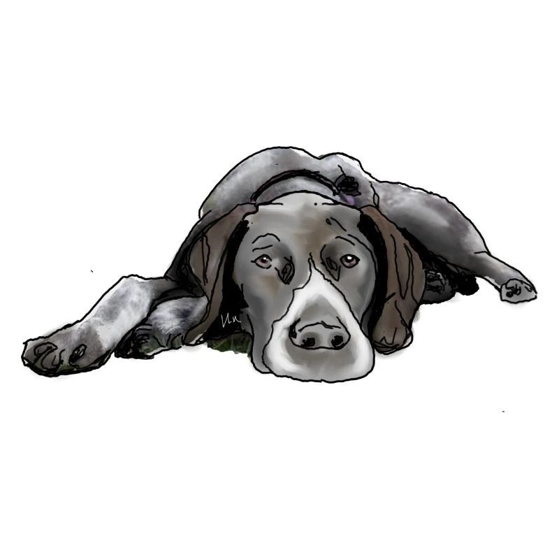 Pointer Deutsch Kurzhaar