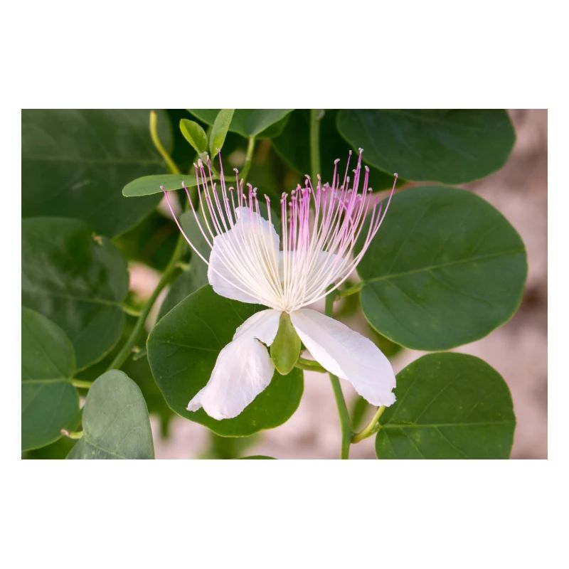 câpre aussi Flinders rose Capparis spinosa