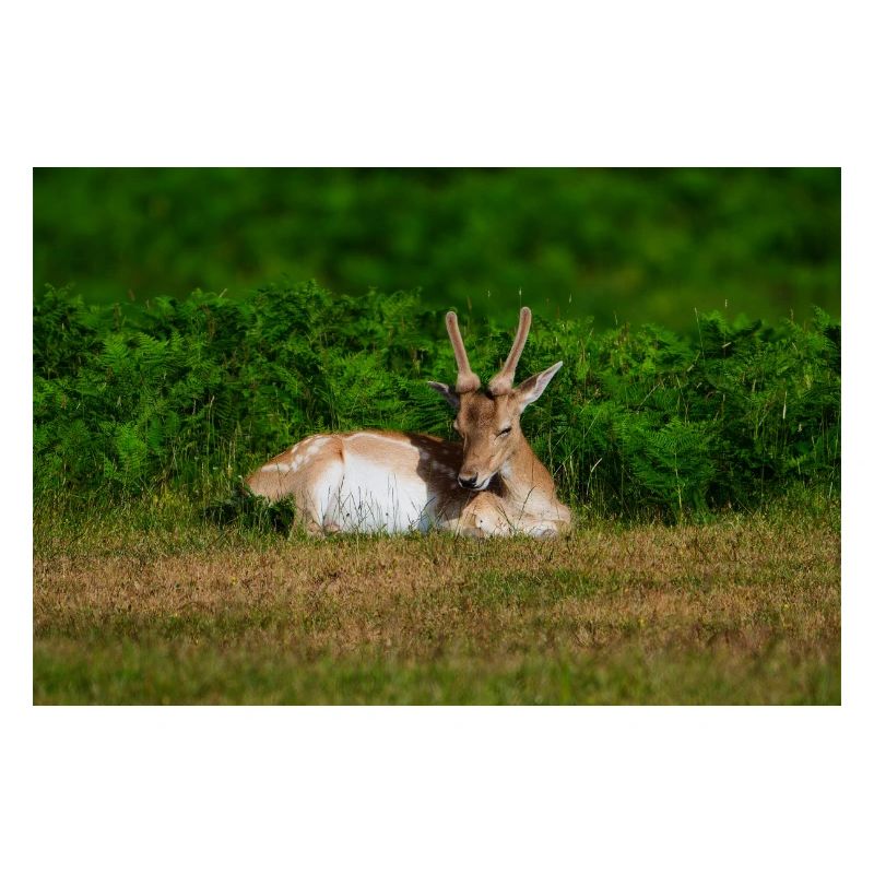 Fallow 1