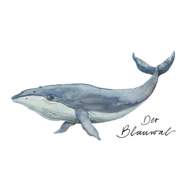 Le rorqual bleu