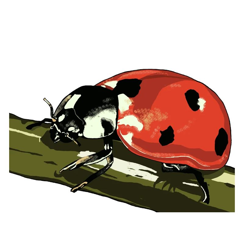 Ladybug on plant stem