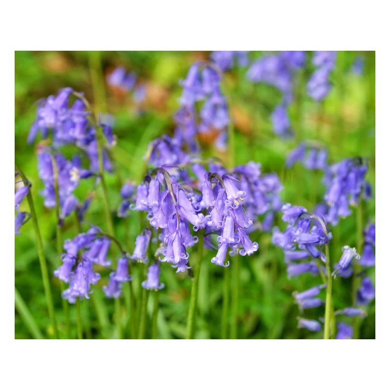Glockenblume – Violette Frühlingsblüte