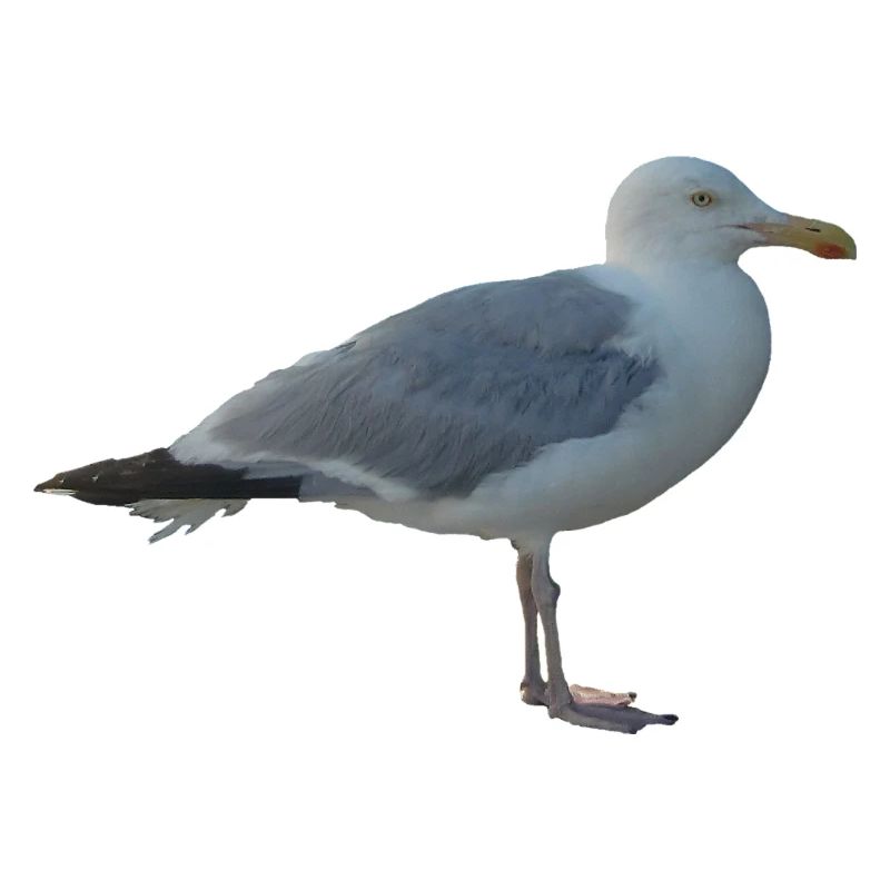 Möwe