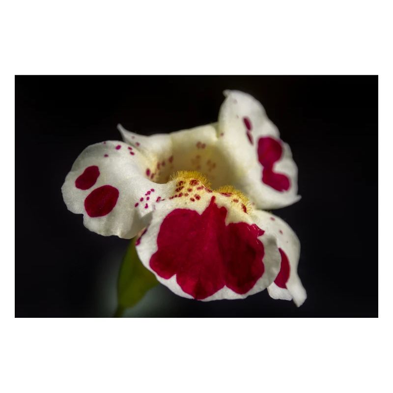 Fleurs blanches avec des taches rubis