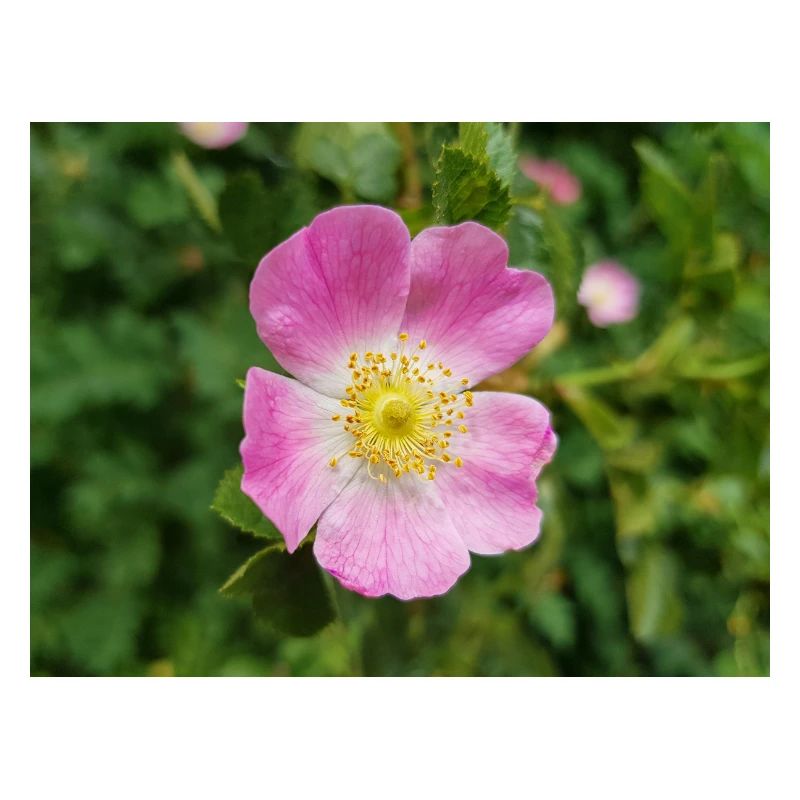 bruyère douce aussi églantine rose Weinrose