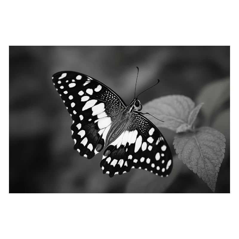 Monochrome butterfly on leaf
