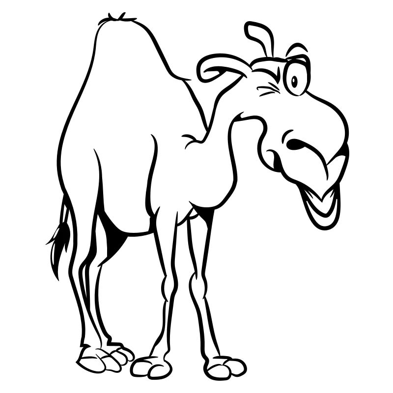 camel