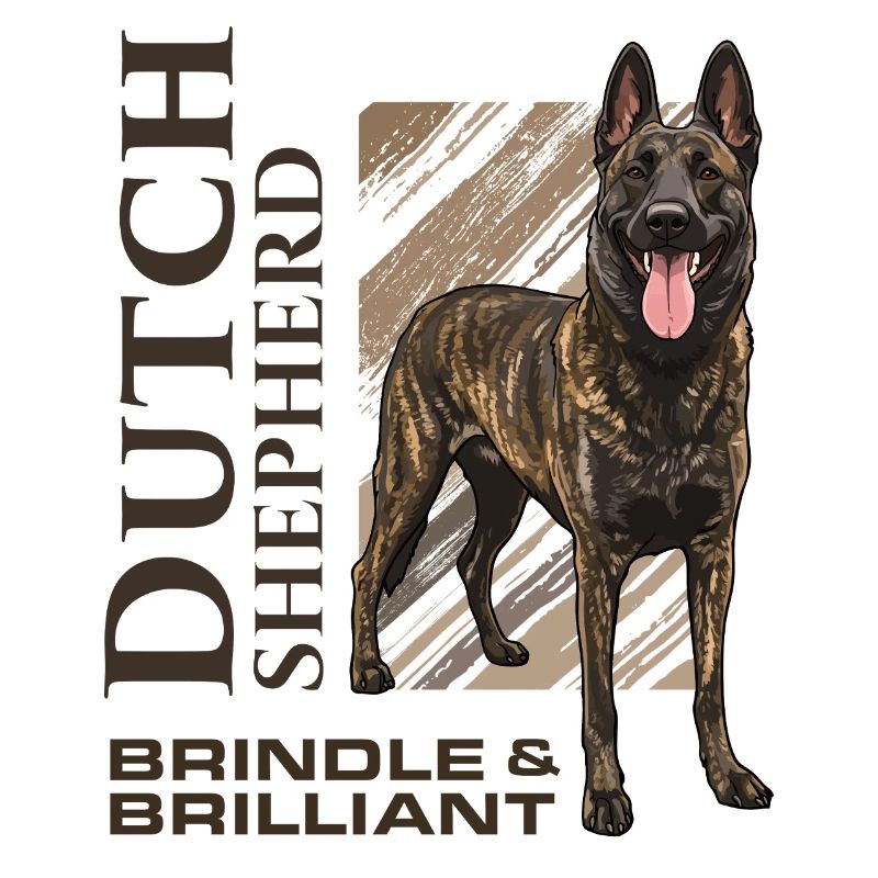 Dutch Shepherd – Dutchie