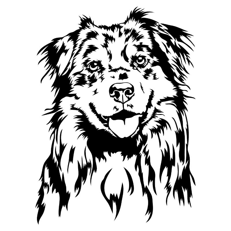 Australian Shepherd Aussie Portrait Hunde Wilsigns