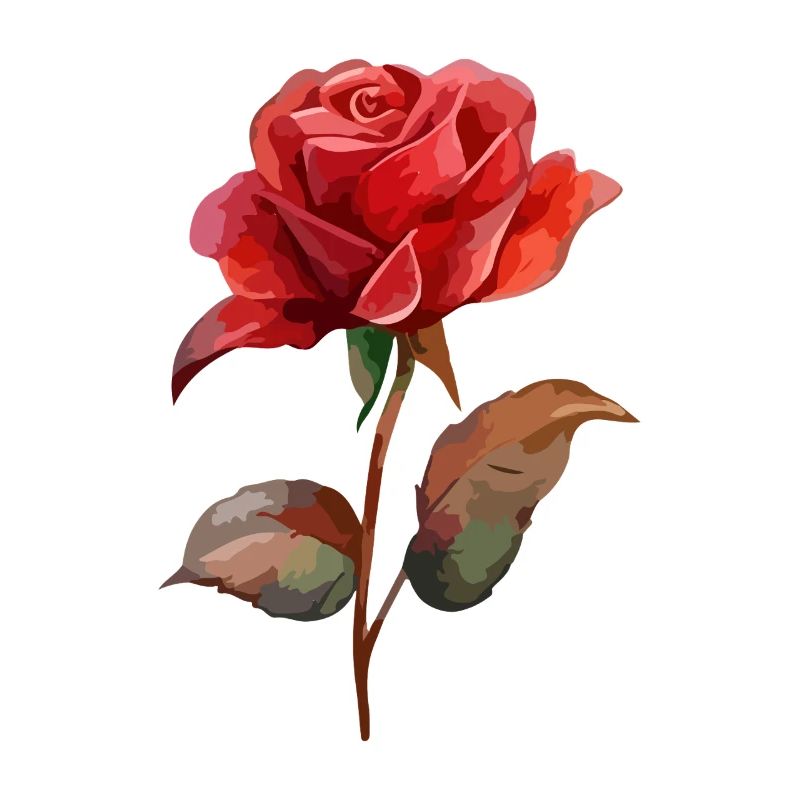 Rose Fleur Amour Saint Valentin