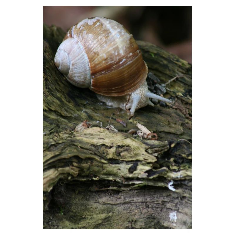 escargot